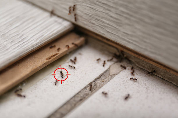 Best Commercial Pest Control Services  in Seaman, OH