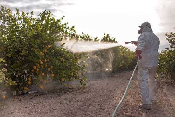 Wasp Removal Services in Seaman, OH